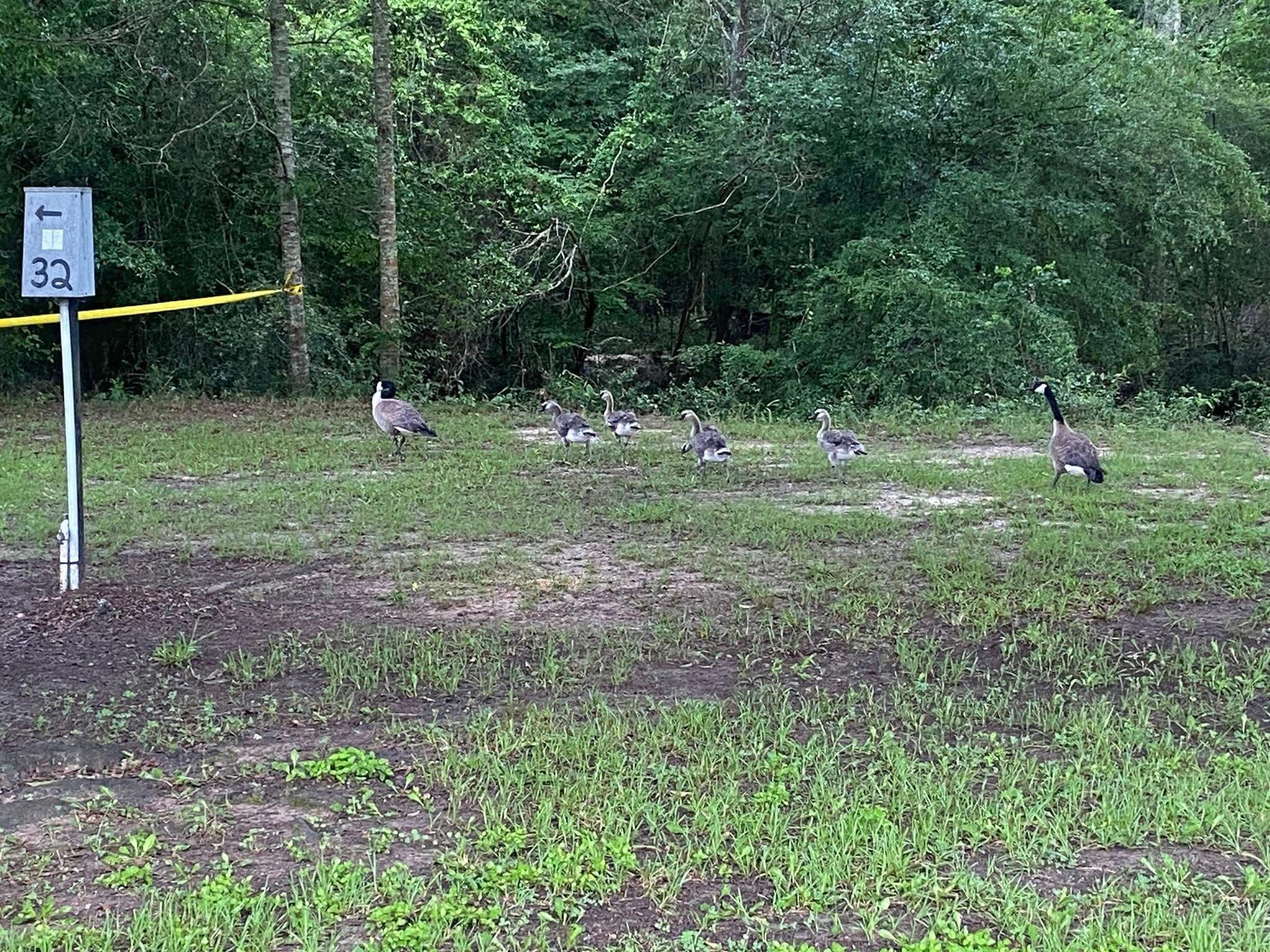 Canada geese grazing on the grassy bank beside the creek.