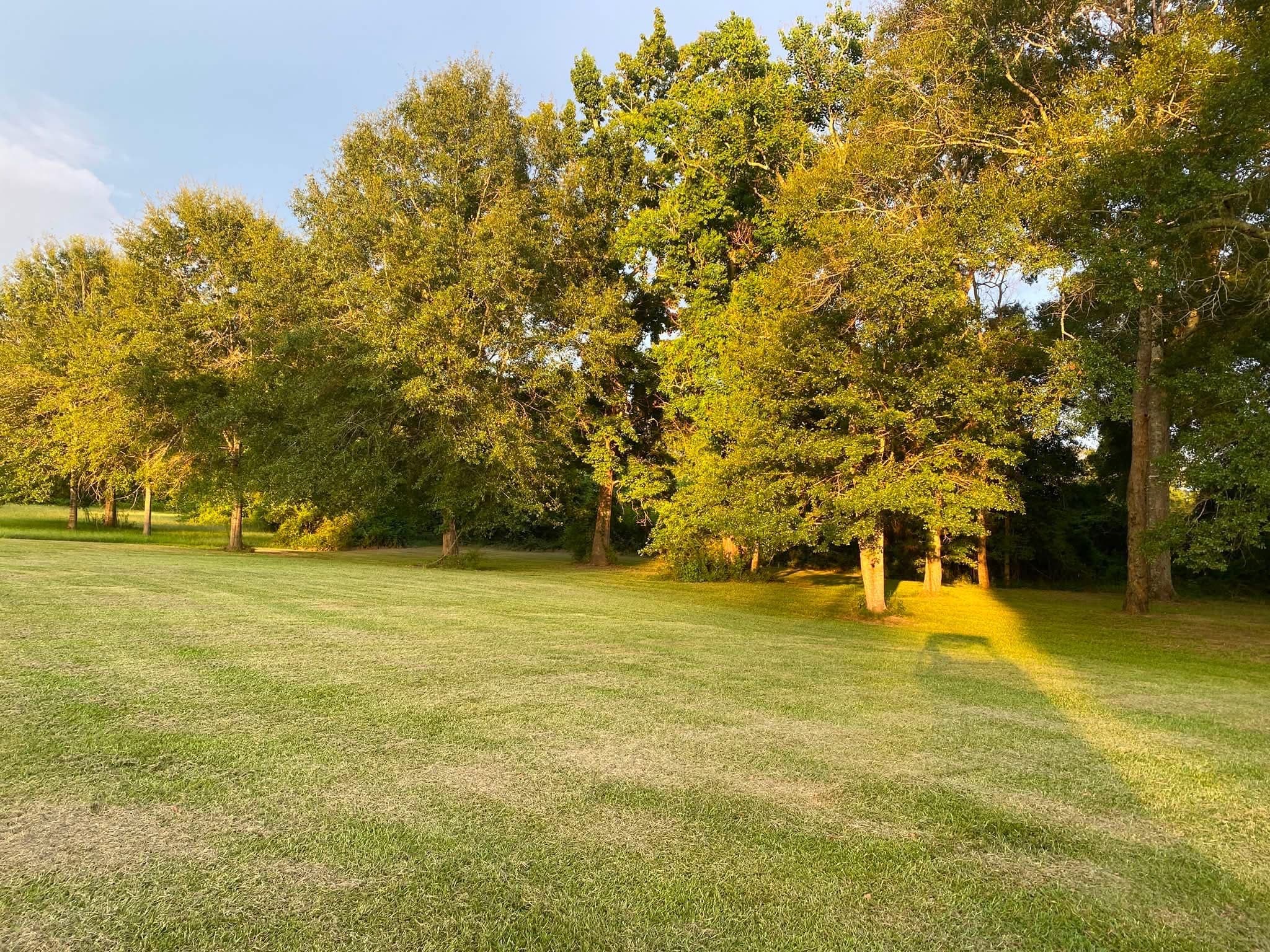 An open mown field at the campground in low evening sun, edged by a line of tall hardwoods.