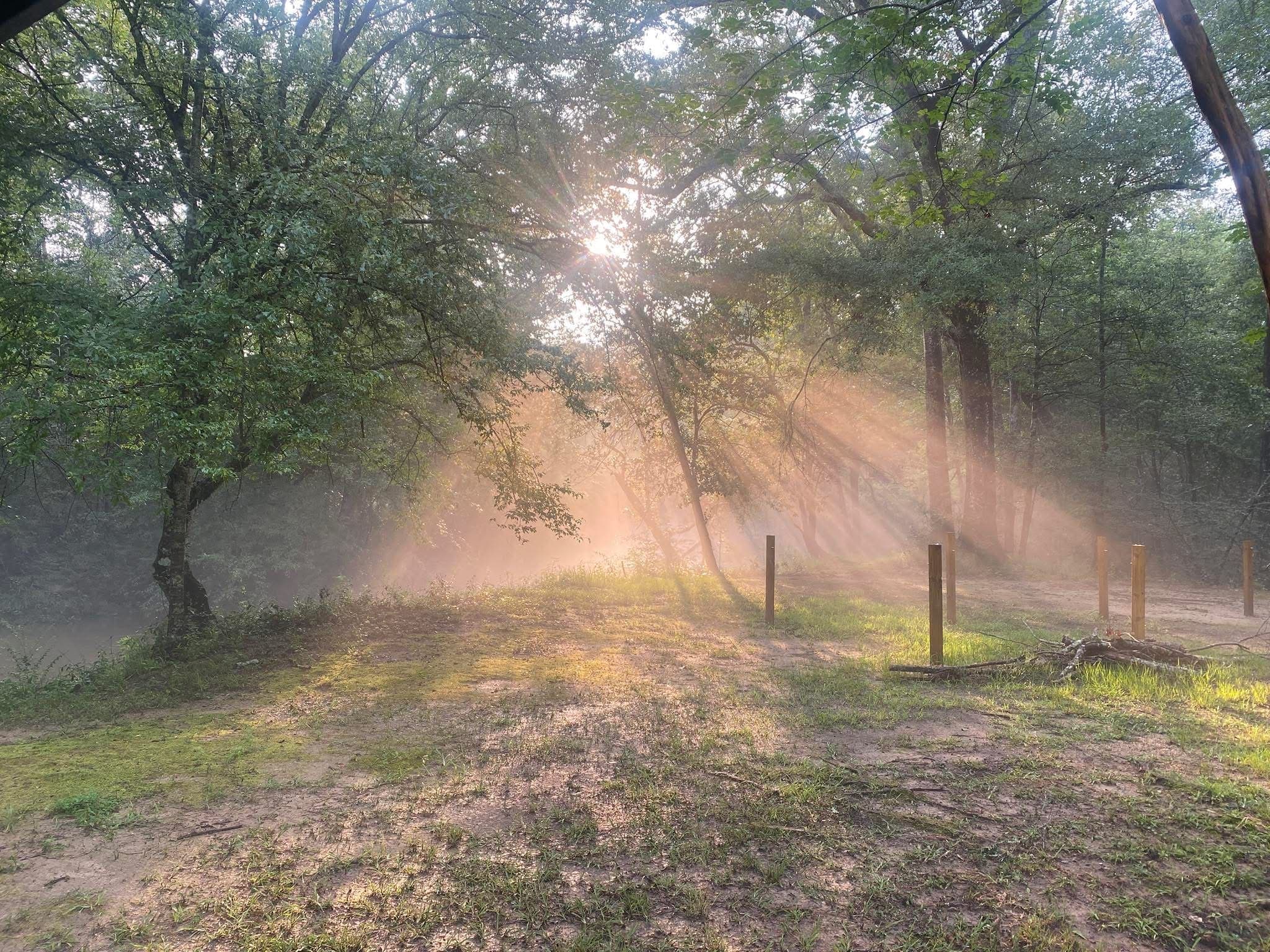 Early sunlight breaking through the tree canopy in shafts across a clearing.